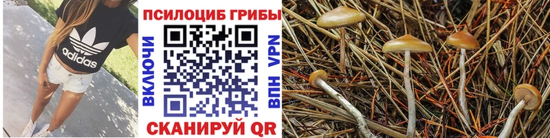 блэк спрут вход  Каргополь  Галлюциногенные грибы Cubensis 